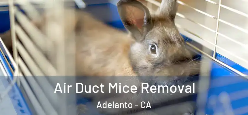  Air Duct Mice Removal Adelanto - CA